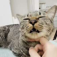 飼い主さんに顎を撫でられるキジトラ猫