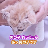 テロップ「男の子」