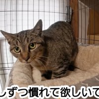 ハウスに入る猫