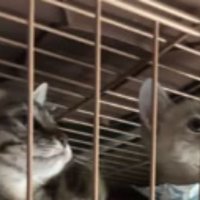 ケージの中の子猫