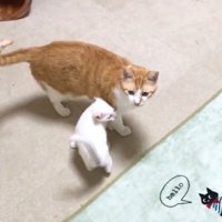 茶白猫と白猫