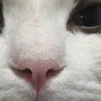 ラグドールの鼻と少し写った目