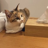 室内にいる猫