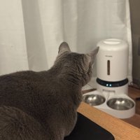 テーブルの上から自動給餌器を見つめる猫