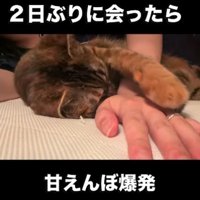 横になり人の手に前足をのせる猫