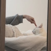 飼い主さんに頭をツンツンされる保護猫