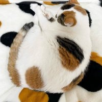 毛布の上で寝る猫