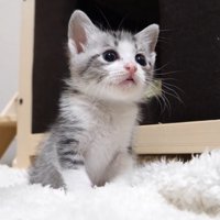 白い布の上で体を起こしている猫