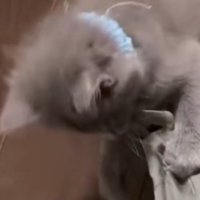 紐に噛みつく子猫（首輪：水色/以下：水色）