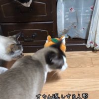 人形を見つめる猫たち