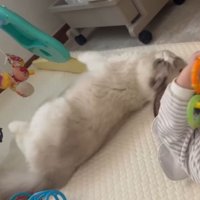 室内にいる猫と赤ちゃん