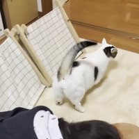 降りた豆大福くん