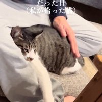 背中をなでられる猫