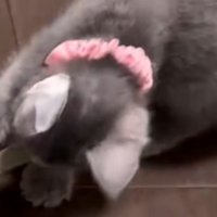 紐を引っ張る子猫（首輪：ピンク/以下：ピンク）