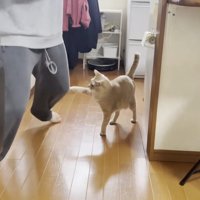 男の子の膝に左前脚で触れる猫ちゃん