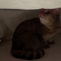 見上げるみにらくん