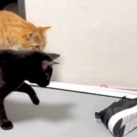 2匹の猫とスニーカー