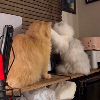 猫パンチする白い猫