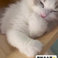 気持ち良さそうに毛づくろいをする猫