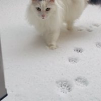 雪の中、飼い主のほうに駆けてくるノルウェージャン