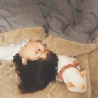 一緒に寝る猫と飼い主