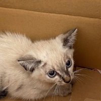 白いシャム猫