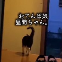 玄関でうろうろする猫