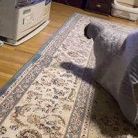 セーターに入った猫