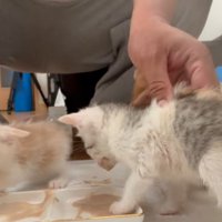 皿に足を突っ込む子猫