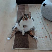 後ろ足を伸ばして座る猫