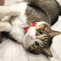 両手を家具につけて横になる猫