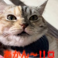 あかんと言う猫
