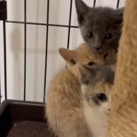 隠れる子猫たち