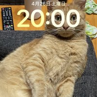 壁紙写真のゆたくん