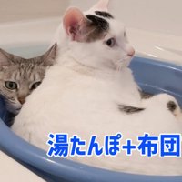 チロくんの後ろでじっとしているマロちゃん