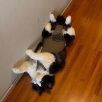 仰向けで前足を曲げている猫