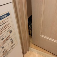 トイレのドアの隙間から覗く猫