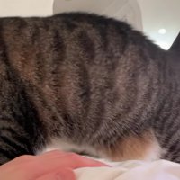 飼い主さんのお腹の上を歩くノブくん 