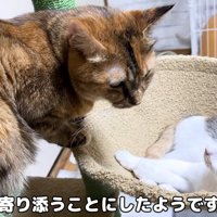 キャットタワーにいる成猫と子猫