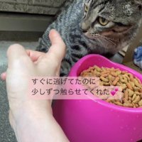 外でごはんを食べる猫