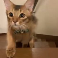 階段を登り切った猫