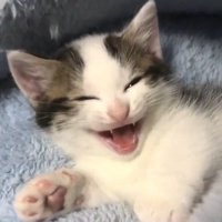 鳴き声を上げて(さらに目を細めた顔)