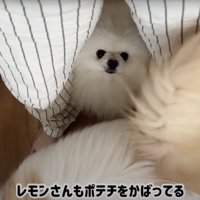 足の間にはさまる犬