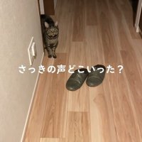 カメラをじっと見つめる猫