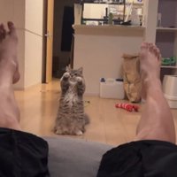 両手を上げる猫