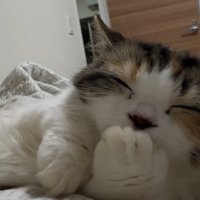 ふみふみタイム中の猫さん