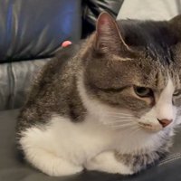 ソファに香箱座りする猫4