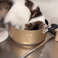 鍋におしりを入れる猫
