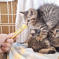 くっついている2匹の子猫
