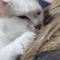 飼い主に抱っこされて目を細めている猫の顔アップ